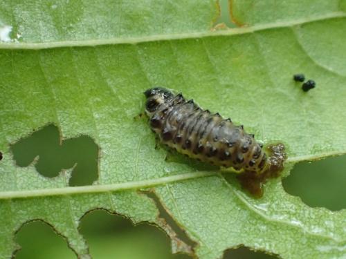Réf. 297 703 : Plagiosterna aenea